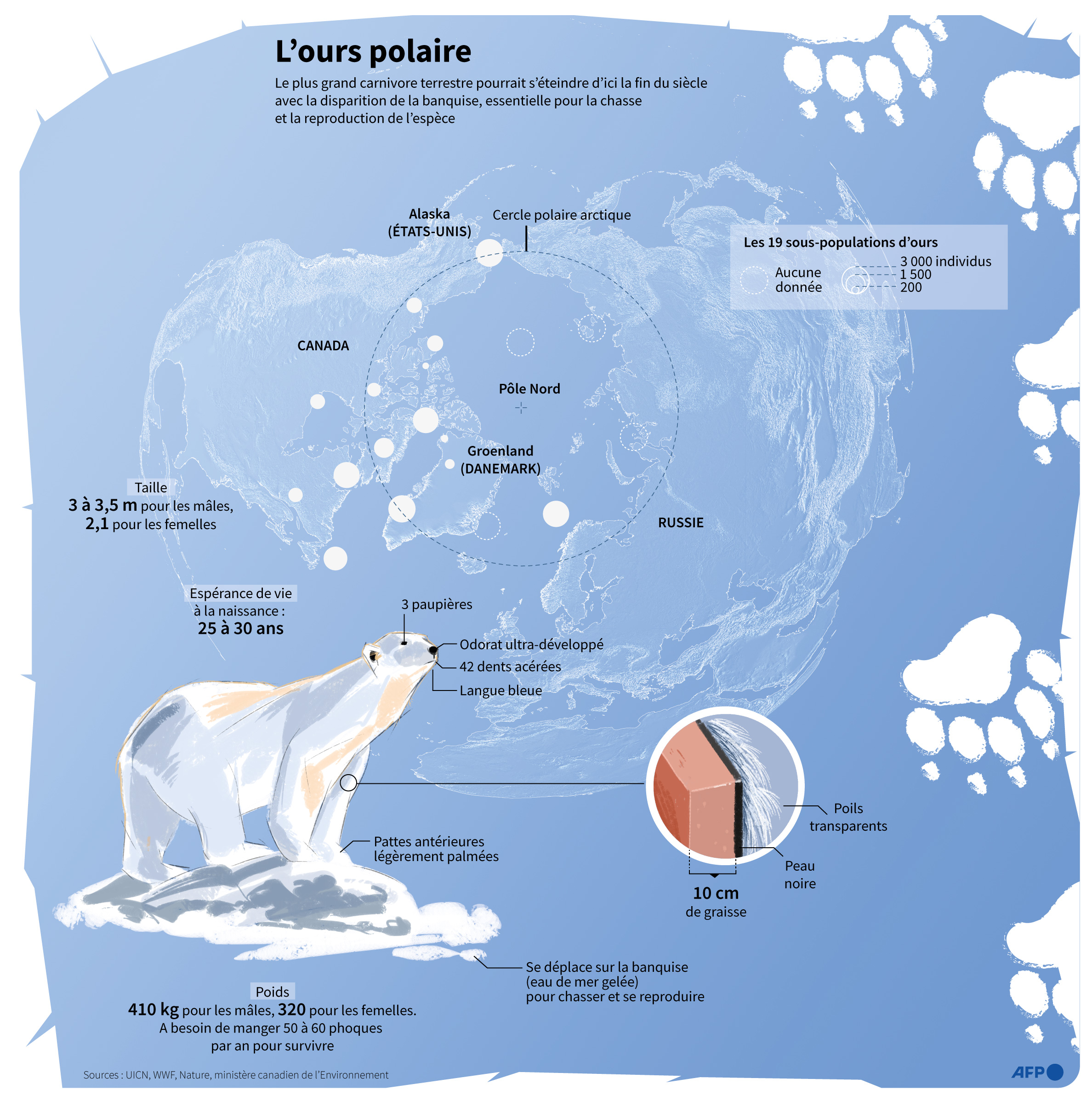 La population d'ours polaires - David Lory, Valentin Rakovsky - AFP
