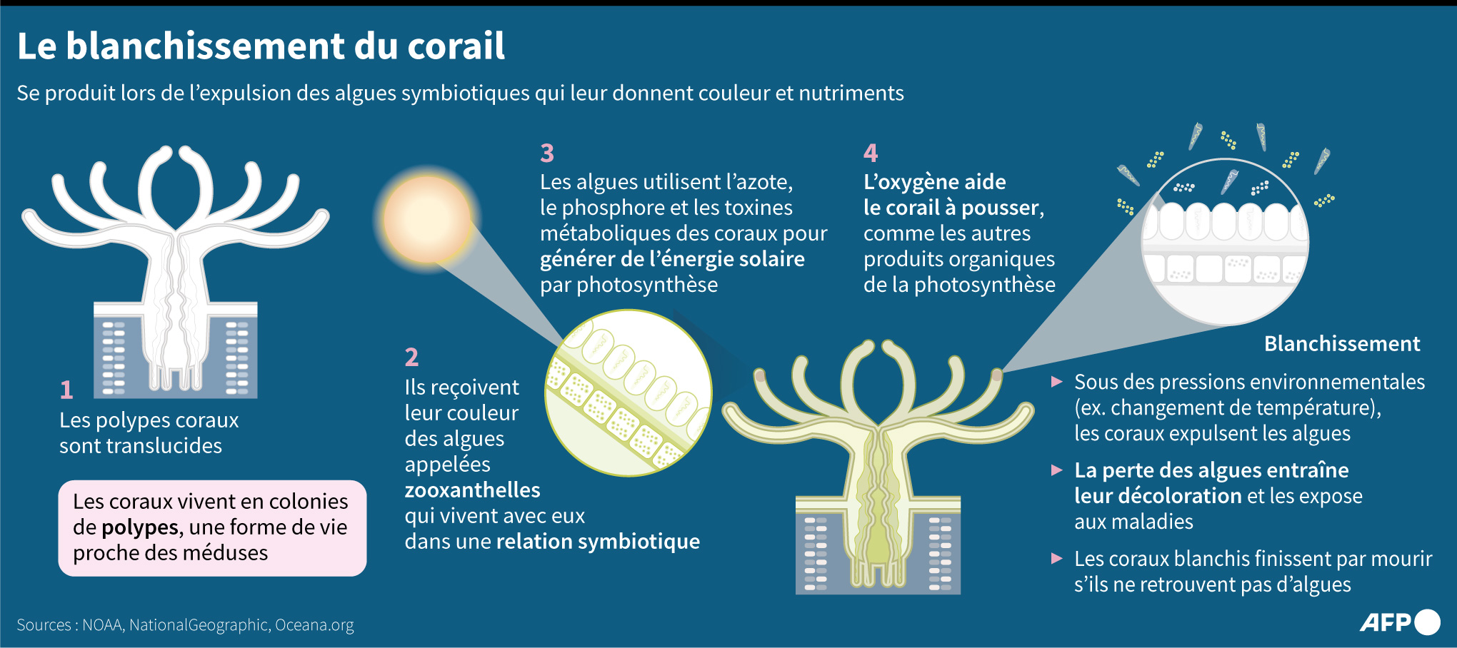 Le blanchissement du corail