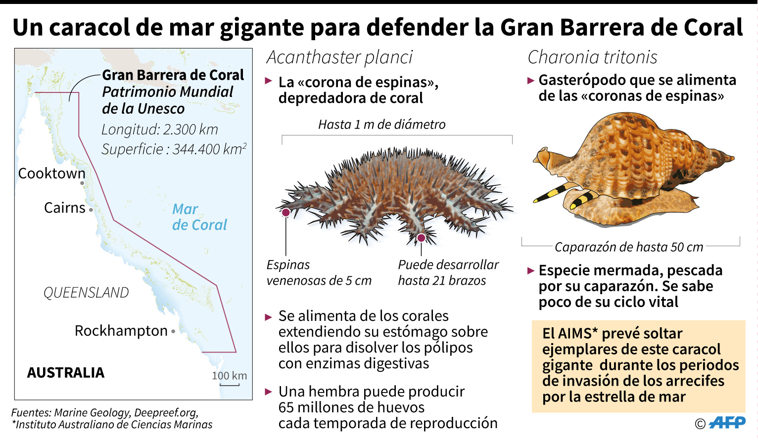 Fichas sobre la estrella de mar depredadora de corales y el gasterópodo depredador de esa estrella de mar, que amenaza la Gran Barrera de Coral