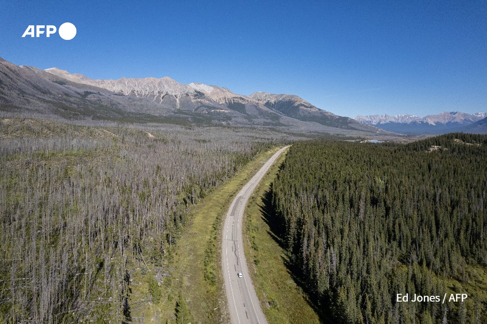 Arbres brûlés près de la rivière Saskatchewan (Canada) en septembre 2022 - Ed Jones - AFP