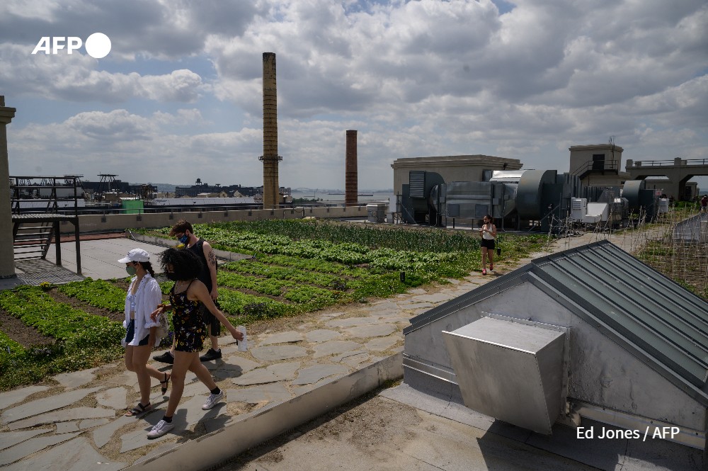 Culture sur toit à la Brooklyn Grange à New York en mai 2021 - Ed Jones - AFP