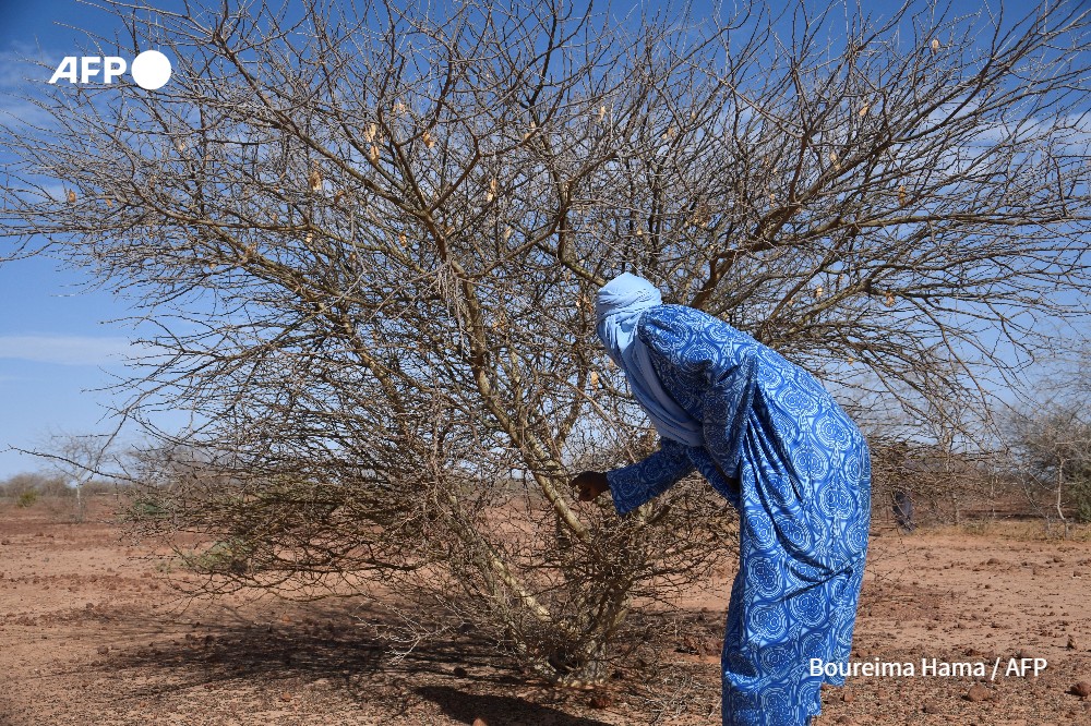 Fermier près d'un acacia à Simiri (Niger) en novembre 2021 - Boureima Hama - AFP