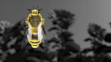 Le déclin des abeilles