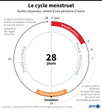 Le cycle menstruel 